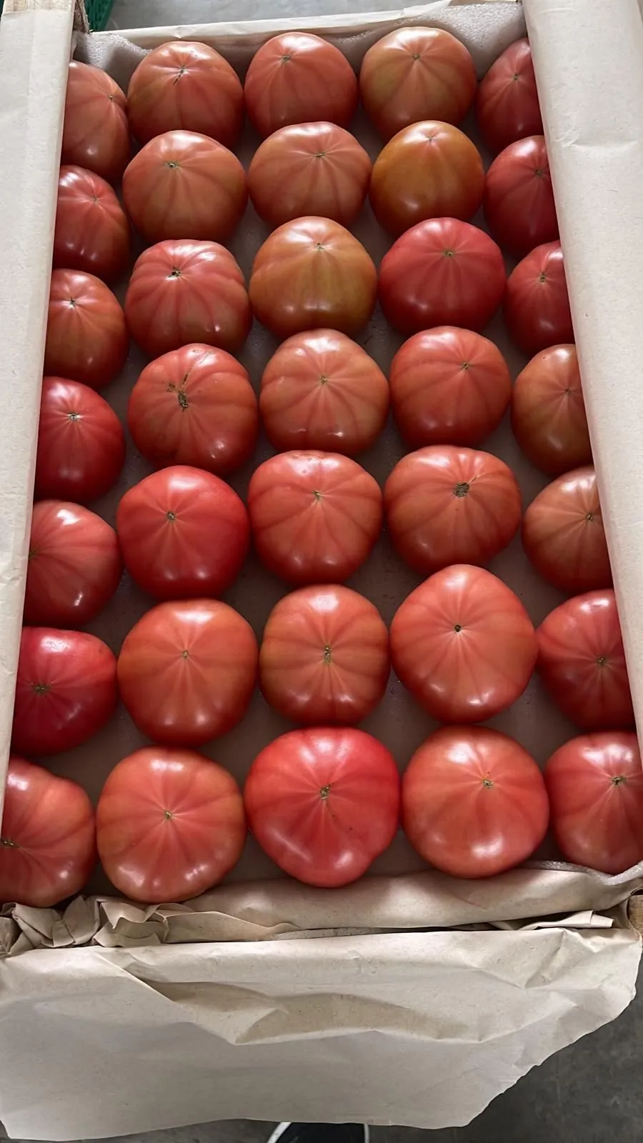помидор, томат в Смоленске и Смоленской области