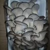 грибы вешенка в Смоленске